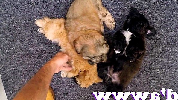 Чернокожая детка трахает белого человека